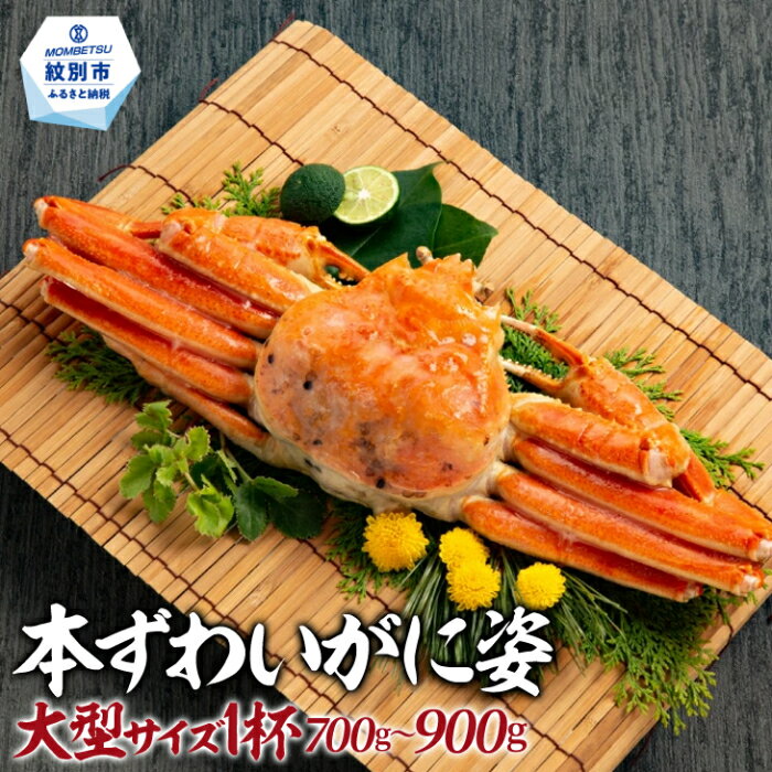 13-359 本ずわいがに姿 大型サイズ1杯｜ ボイルズワイガニ ズワイガニ 蟹 ガニ カニ 一杯 浜茹で カニ味噌 特大 大ぶり グルメ プレゼント ギフト 海鮮 海鮮食品 ふるさと納税 故郷 納税 北海道 紋別市 紋別