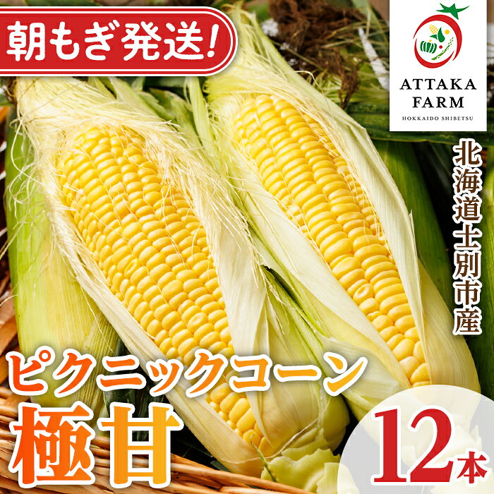 《先行予約受付中》北海道 士別市産 極甘 ピクニックコーン (12本) 【2026年8月以降順次発送】とうもろこし トウモロコシ とうきび コーン野菜 新鮮 産地直送 甘い 北海道 北海道産 国産 旬 【あったかふぁーむ】