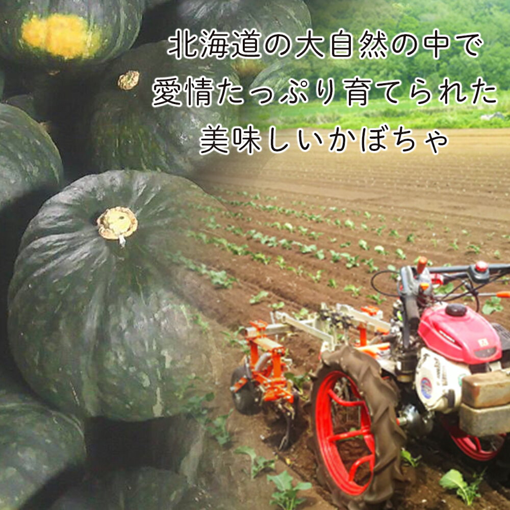 【ふるさと納税】【2026年9月末より発送】栽培期間農薬不使用！有機栗将軍かぼちゃ 4〜8玉入り（約10kg）【かねこ農園】北海道ふるさと納税 野菜 南瓜 有機栽培 有機野菜 JAS認定圃場 北海道 【北海道千歳市】 - 画像3