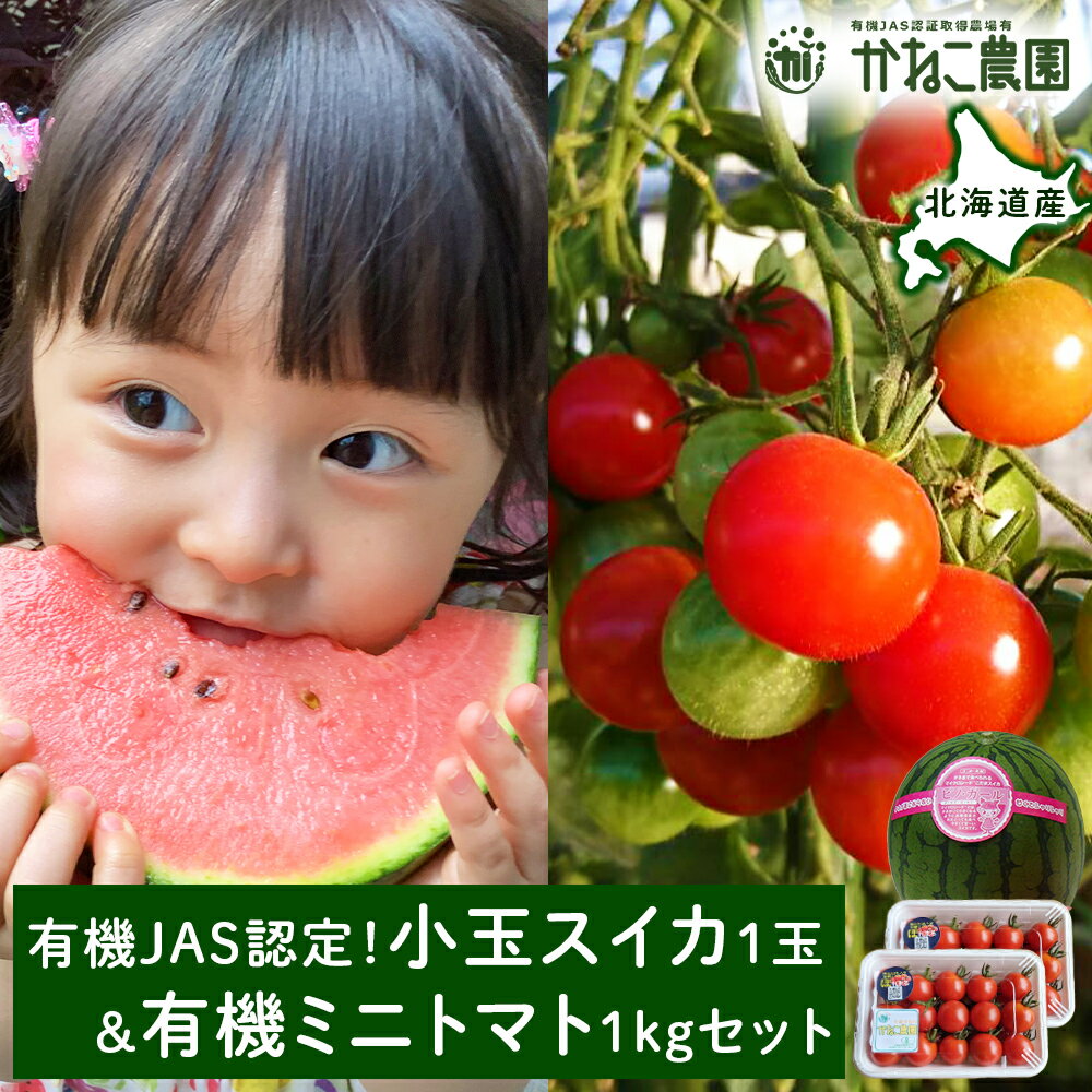 【2026年8月中旬より発送】有機JAS認定！小玉スイカ1玉＆有機ミニトマト500g×2【かねこ農園】北海道ふるさと納税 野菜 ミニトマト 有機栽培 有機スイカ 有機JAS JAS認定圃場 北海道 【北海道千歳市】
