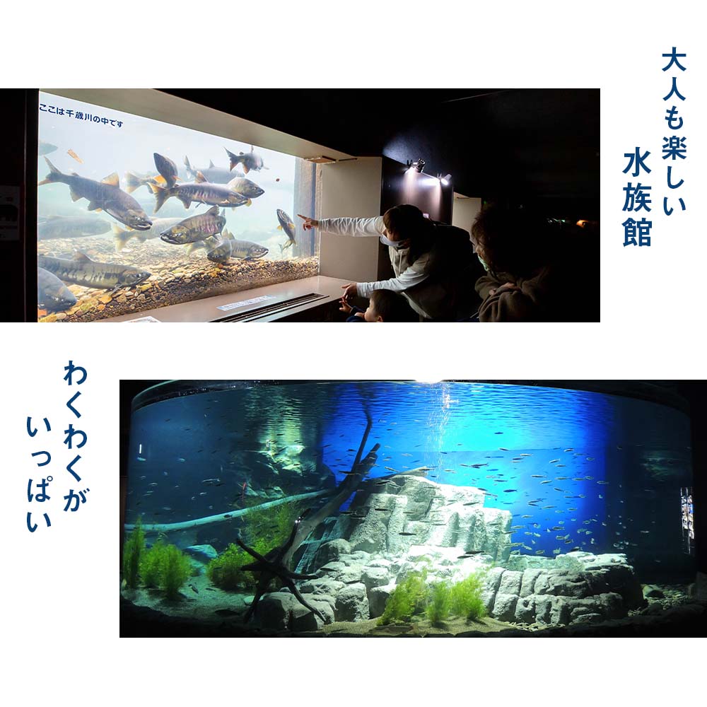【ふるさと納税】【サケのふるさと 千歳水族館】年間パスポート（大人1枚/Aデザイン）鮭 サケ 千歳市 水族館 年間 パスポート 北海道 水中観察窓 大水槽 観光 北海道ふるさと納税 千歳市 ふるさと納税【北海道千歳市】 - 画像3
