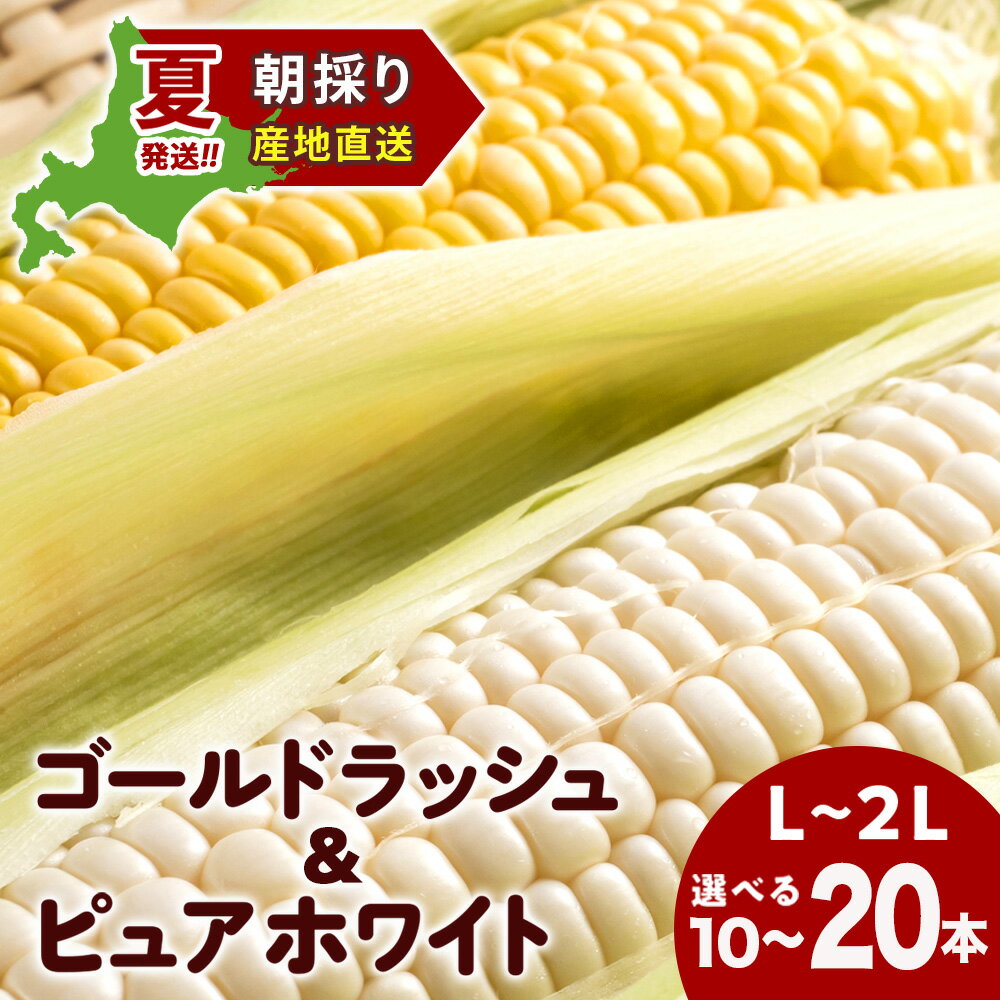 2026年夏発送 とうもろこし ゴールドラッシュ＆ピュアホワイト L〜2L 選べる10本〜20本 北海道千歳産 野菜 とうもろこし 北海道千歳産 野菜 とうもろこし【北海道千歳市】ギフト ふるさと納税