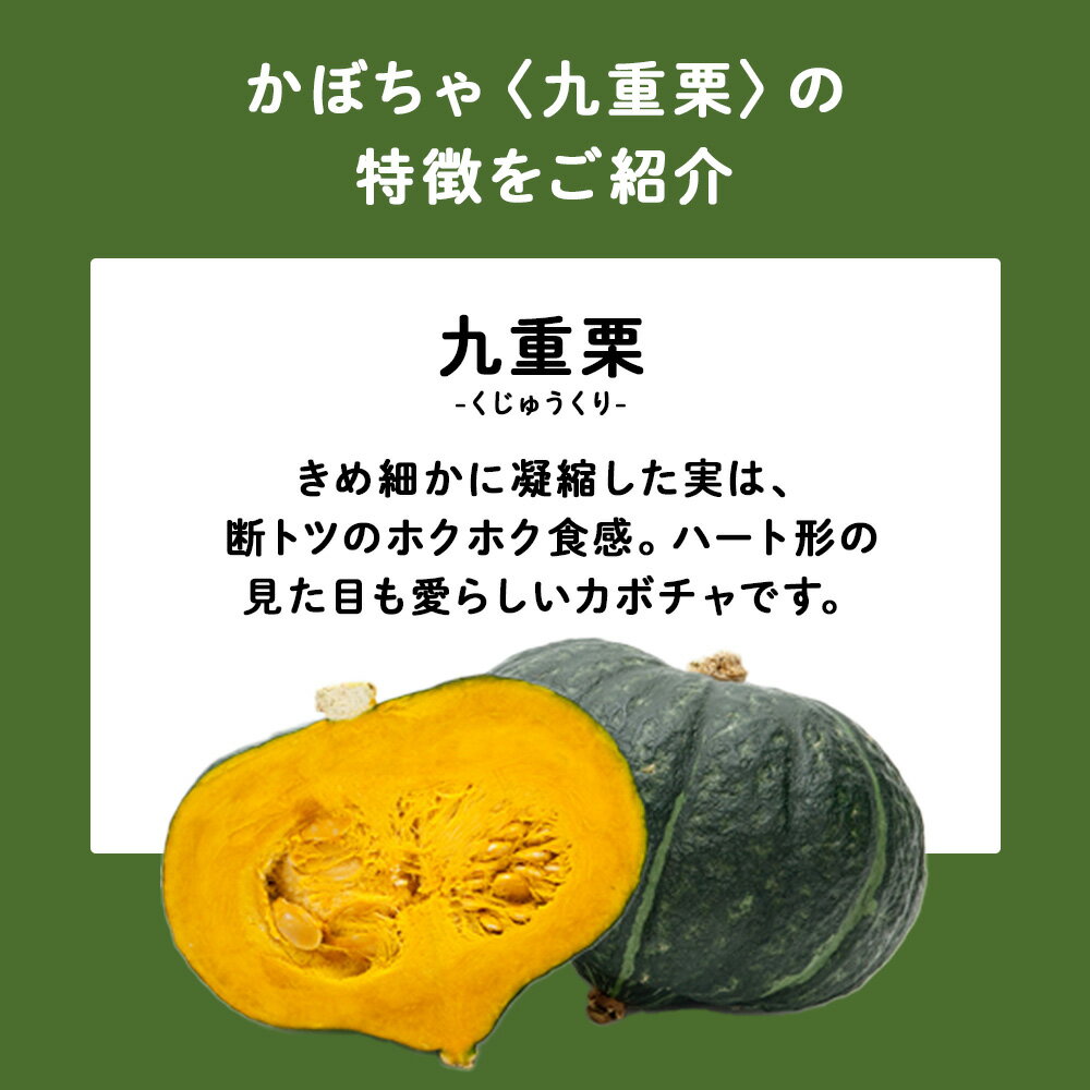 【ふるさと納税】2026年発送 かぼちゃ＜九重栗＞10kg《土居ファーム》 野菜 かぼちゃ 九重栗 南瓜 カボチャ 北海道ふるさと納税 千歳市 ふるさと納税 【北海道千歳市】ギフト ふるさと納税 - 画像3