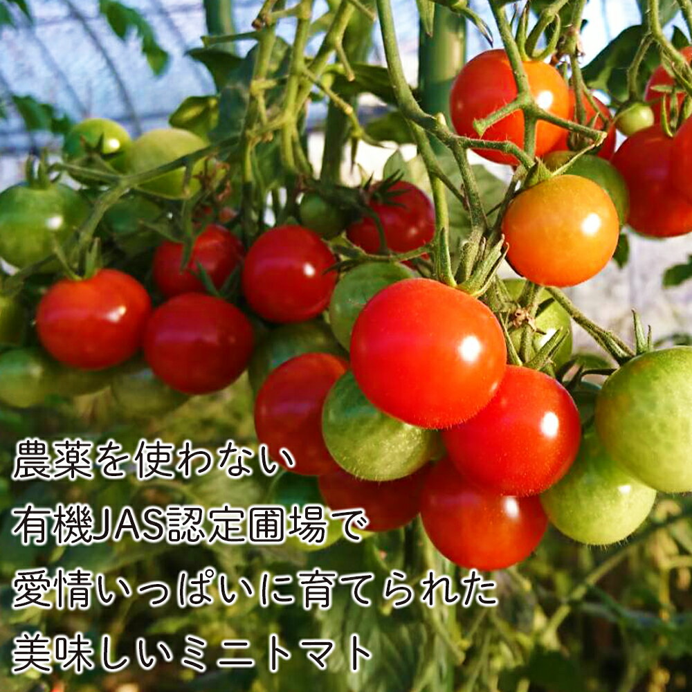 【ふるさと納税】【2026年7月下旬より発送】有機ミニトマト2種セット(2kg)【かねこ農園】北海道ふるさと納税 野菜 ミニトマト 有機栽培 有機ミニトマト ほれまる CF千果 JAS認定圃場 北海道 【北海道千歳市】 - 画像2