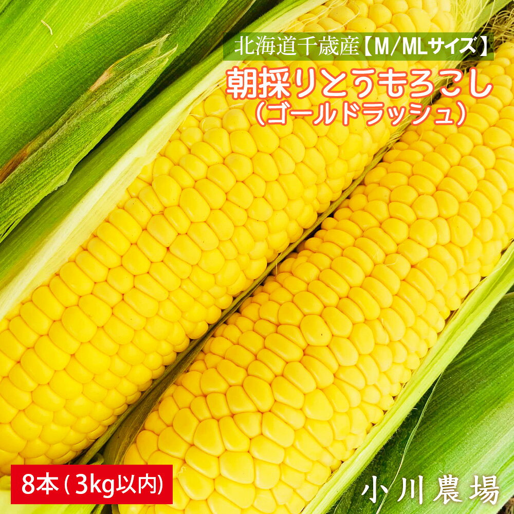 2026年発送予約☆北海道千歳産【M/MLサイズ】朝採りとうもろこし（ゴールドラッシュ）8本 3kg以内【小川農場】 野菜 とうもろこし ゴールドラッシュ トウモロコシ【北海道千歳市】ギフト ふるさと納税