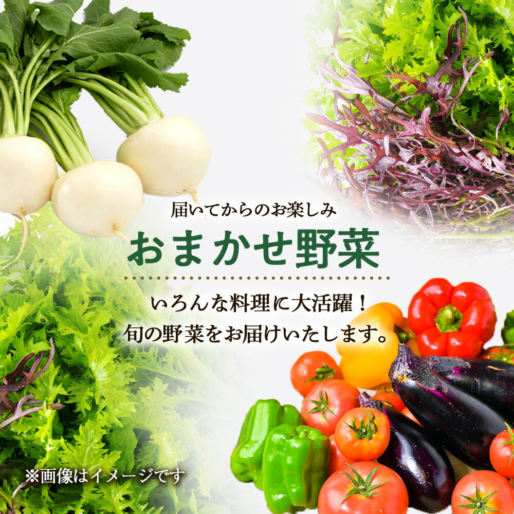 【ふるさと納税】2026年春発送 アスパラ1kgと野菜 おまかせ 詰め合わせセット【土居ファーム】 野菜 アスパラ アスパラガス グリーンアスパラ レタス キャベツ カブ ハーブ セット【北海道千歳市】ギフト ふるさと納税 - 画像3