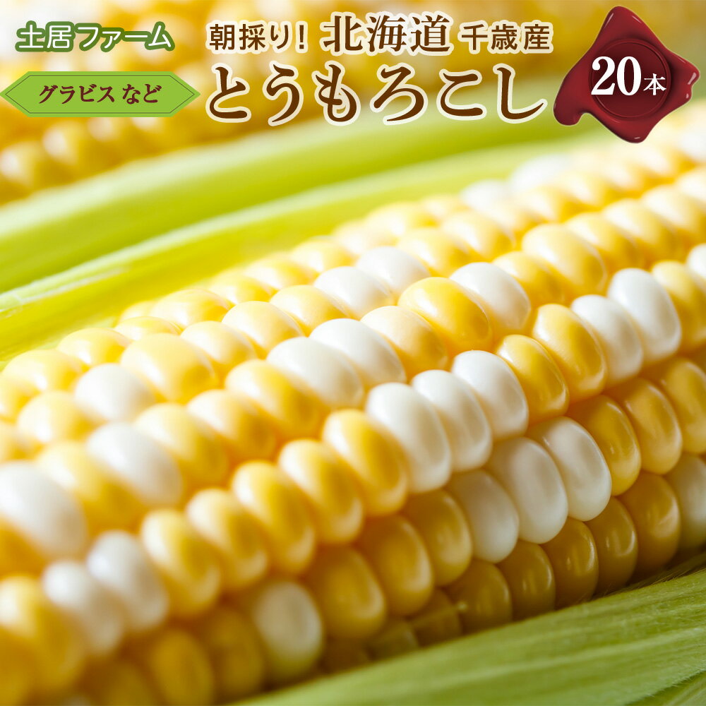 2026年夏発送 とうもろこし 20本セット【土居ファーム】 野菜 とうもろこし【北海道千歳市】ギフト ふるさと納税