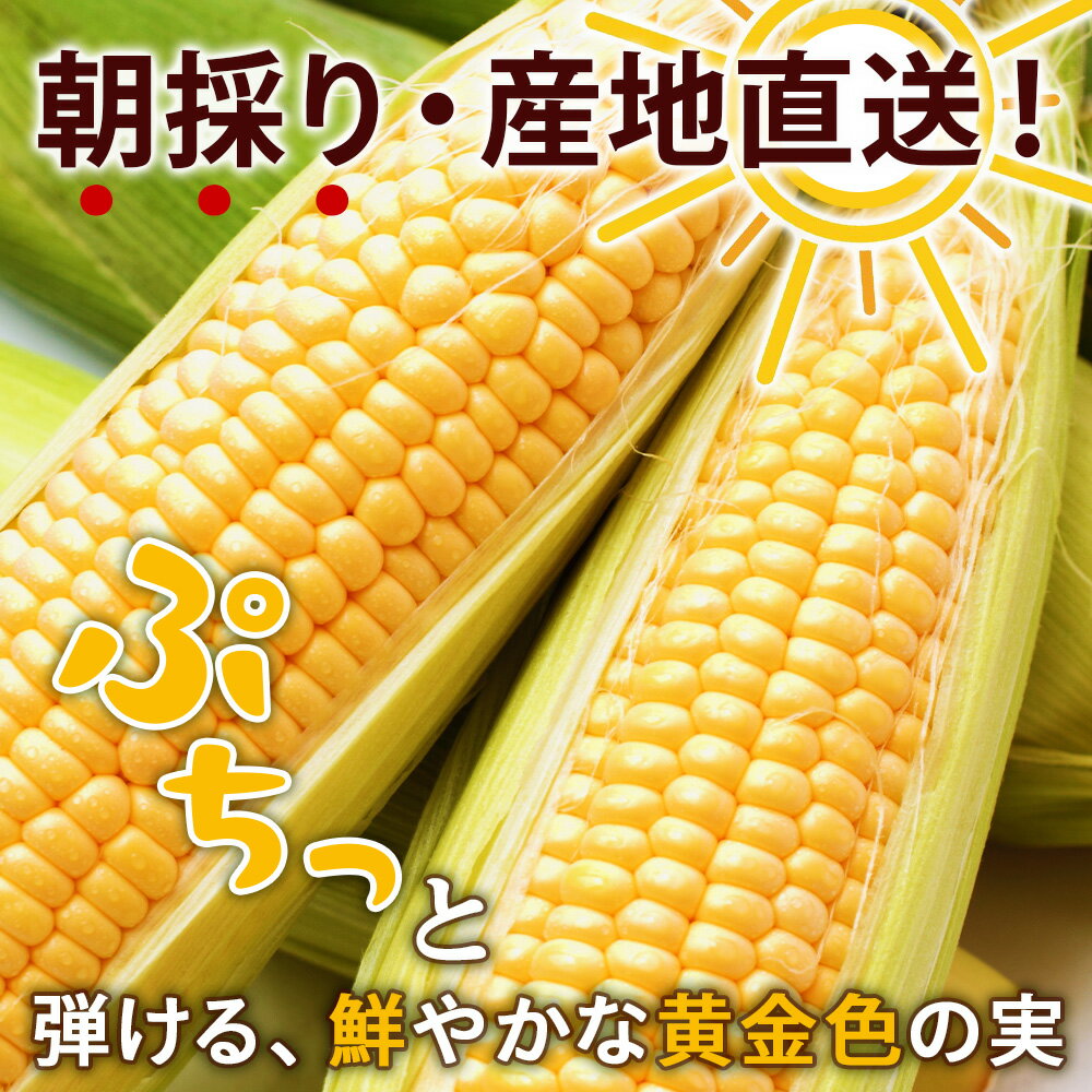 【ふるさと納税】2026年夏発送 とうもろこし ゴールドラッシュ L〜2L 選べる6本～20本 北海道千歳産 野菜 とうもろこし【北海道千歳市】ギフト ふるさと納税 サムネイル2