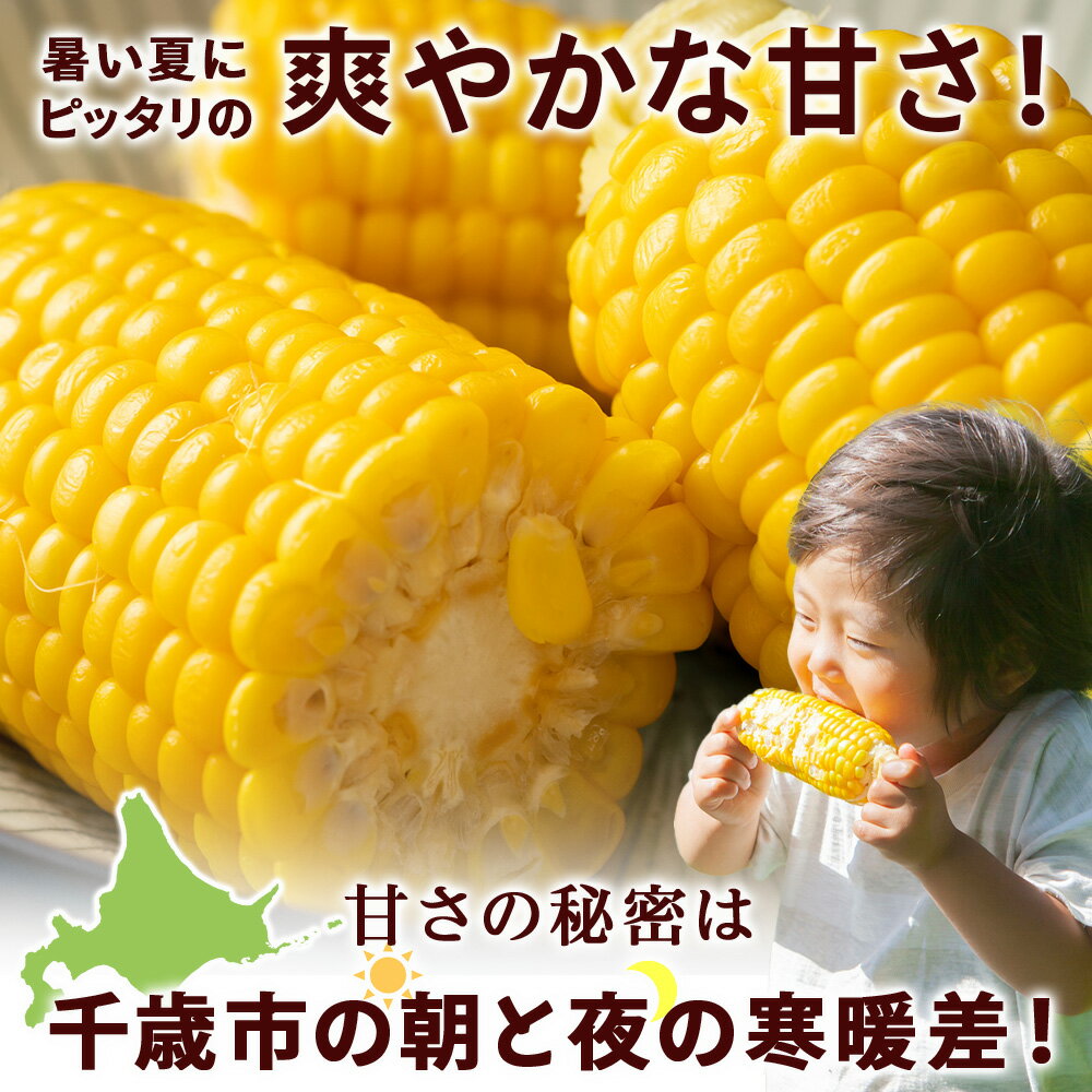 【ふるさと納税】2026年夏発送 とうもろこし ゴールドラッシュ L〜2L 選べる6本～20本 北海道千歳産 野菜 とうもろこし【北海道千歳市】ギフト ふるさと納税 サムネイル3