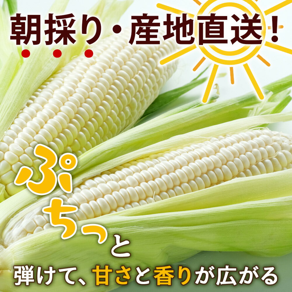 【ふるさと納税】2026年夏発送 白いとうもろこし ピュアホワイト L〜2L 選べる5本～16本 北海道千歳産 野菜 とうもろこし【北海道千歳市】ギフト ふるさと納税 サムネイル2