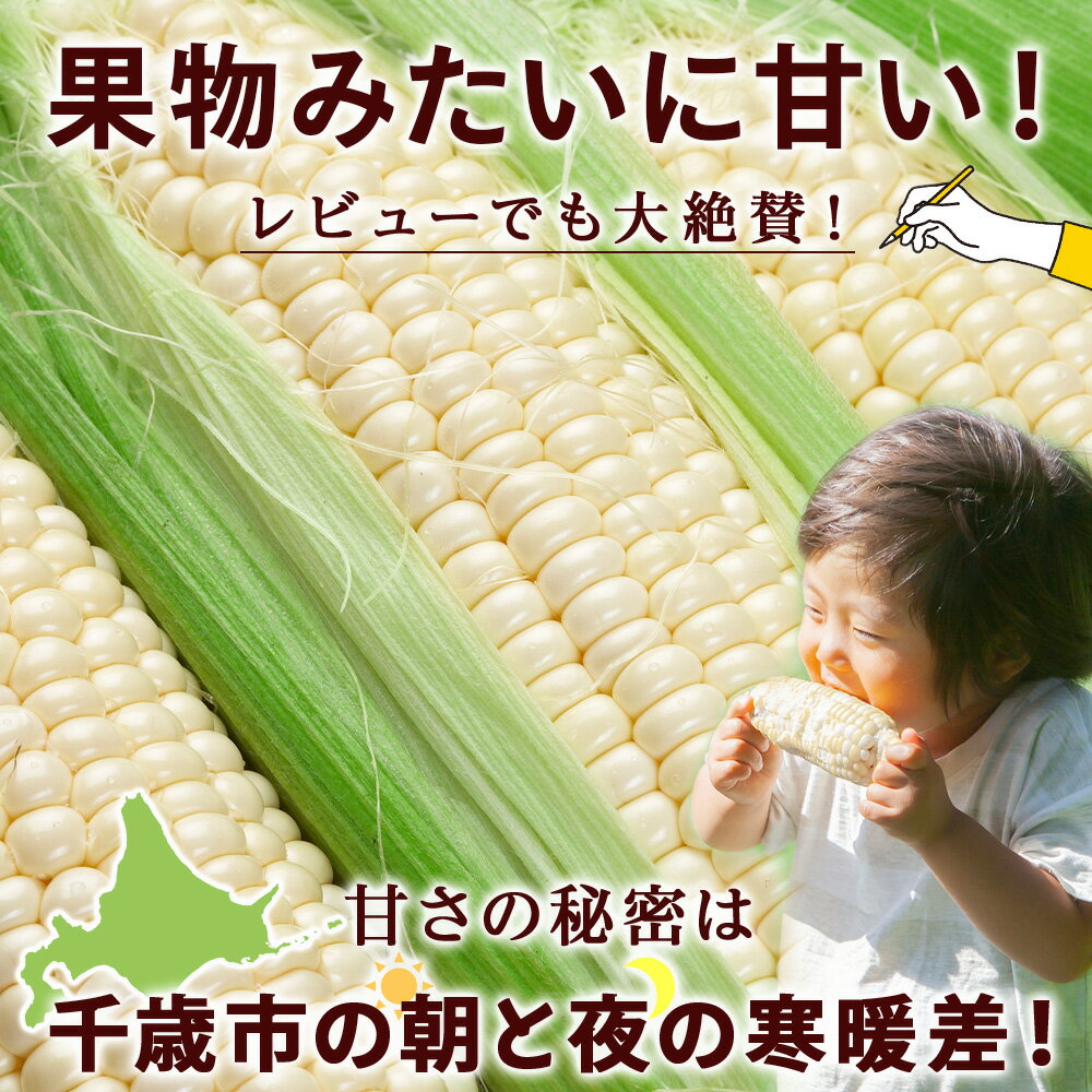 【ふるさと納税】2026年夏発送 白いとうもろこし ピュアホワイト L〜2L 選べる5本～16本 北海道千歳産 野菜 とうもろこし【北海道千歳市】ギフト ふるさと納税 サムネイル3