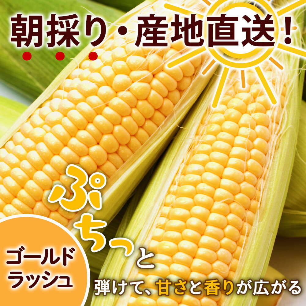 【ふるさと納税】2026年夏発送 とうもろこし ゴールドラッシュ＆ピュアホワイト L〜2L 選べる10本〜20本 北海道千歳産 野菜 とうもろこし 北海道千歳産 野菜 とうもろこし【北海道千歳市】ギフト ふるさと納税 - 画像2