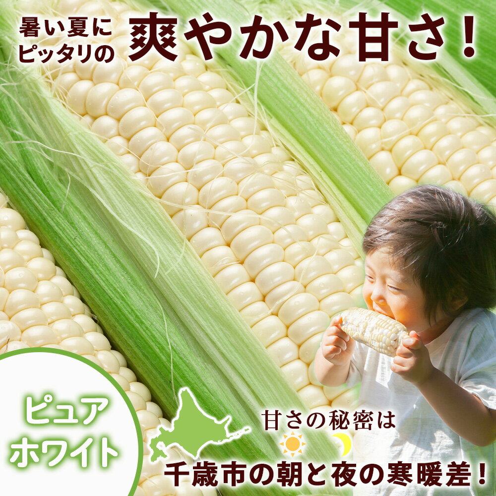 【ふるさと納税】2026年夏発送 とうもろこし ゴールドラッシュ＆ピュアホワイト L〜2L 選べる10本〜20本 北海道千歳産 野菜 とうもろこし 北海道千歳産 野菜 とうもろこし【北海道千歳市】ギフト ふるさと納税 - 画像3