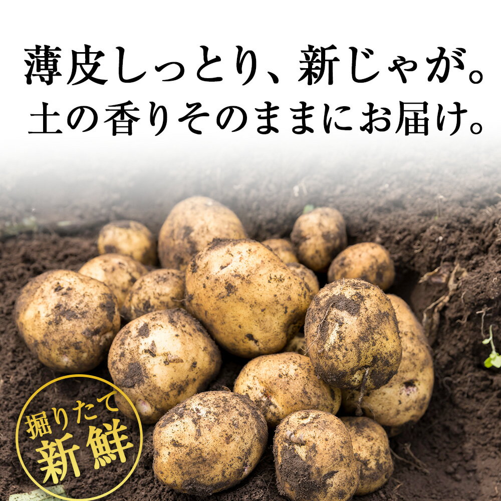 【ふるさと納税】選べる新じゃがいも 選べる5kg・9.5kg《 土居ファーム 》 やさい いも 芋 きたあかり 男爵 レッドムーン メークイン じゃがいも 野菜 千歳 北海道【北海道千歳市】ギフト ふるさと納税 - 画像3