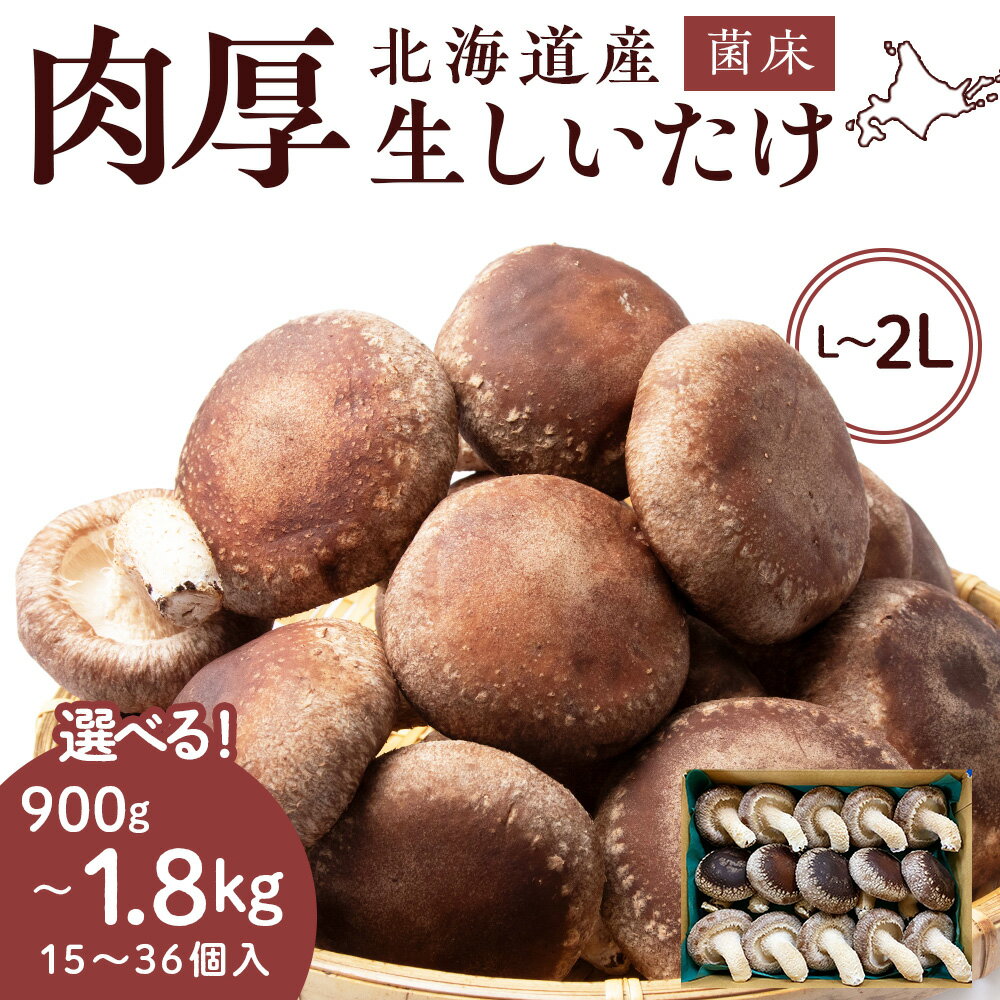 菌床 生しいたけ 選べる900g〜1.8kg 大きい 肉厚 シイタケ 椎茸 生椎茸 生シイタケ 千歳 北海道 《 あしだファーム 》椎茸 しいたけ きのこ キノコ 茸 野菜 北海道ふるさと納税 ふるさと納税 北海道 千歳市 【北海道千歳市】ギフト ふるさと納税