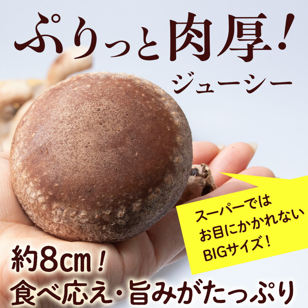 【ふるさと納税】菌床 生しいたけ 選べる900g〜1.8kg 大きい 肉厚 シイタケ 椎茸 生椎茸 生シイタケ 千歳 北海道 《 あしだファーム 》椎茸 しいたけ きのこ キノコ 茸 野菜 北海道ふるさと納税 ふるさと納税 北海道 千歳市 【北海道千歳市】ギフト ふるさと納税 - 画像2