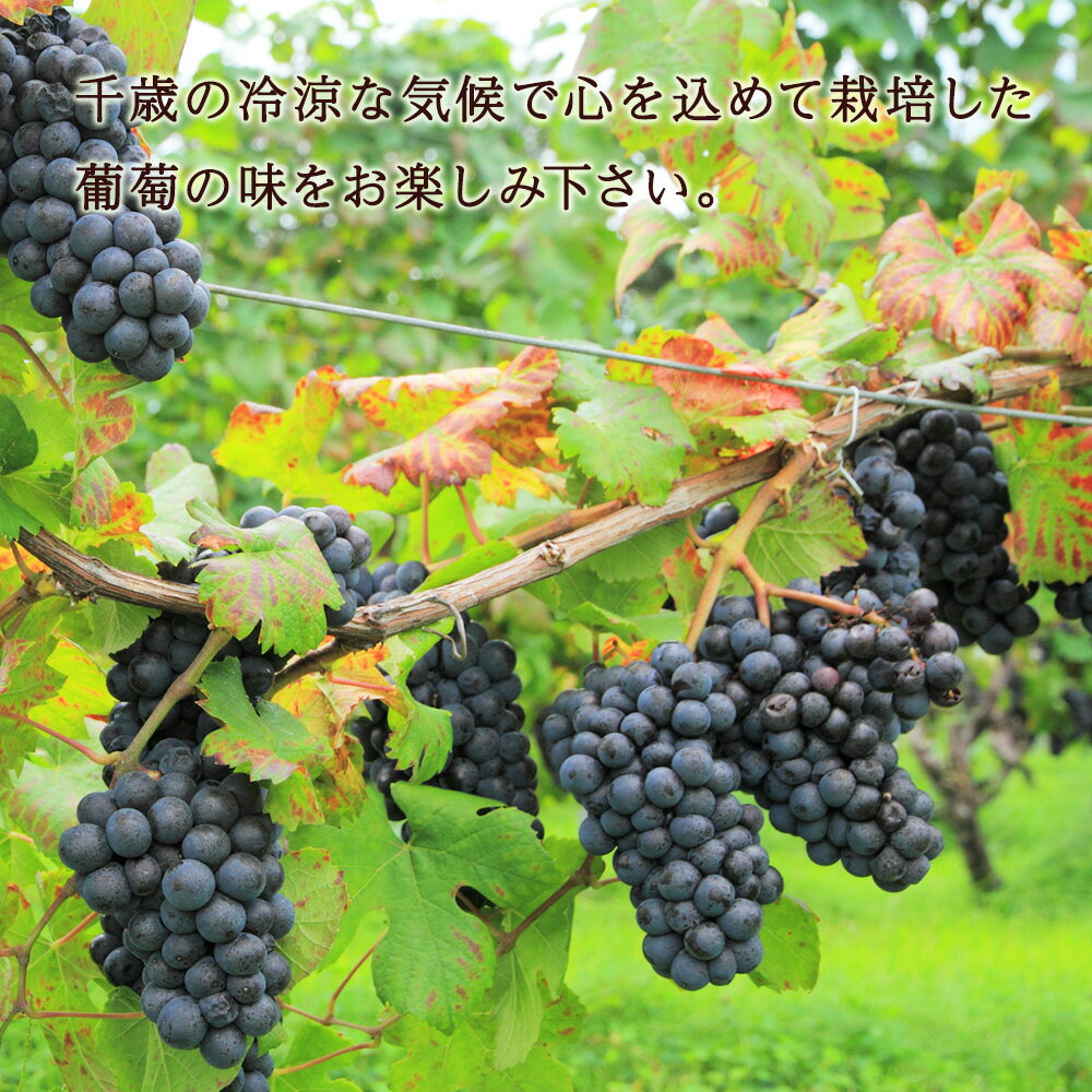 【ふるさと納税】千歳ワイン2022（Chitose Wine）750ml 選べる1本・2本＜ ギフト箱 入 ＞　ワイン 酒 お酒 ギフト 千歳 北海道 2021フィールドワイン ワイン 赤ワイン 赤 千歳ワイン 北海道ふるさと納税 千歳市 ふるさと納税【北海道千歳市】ギフト ふるさと納税 サムネイル3