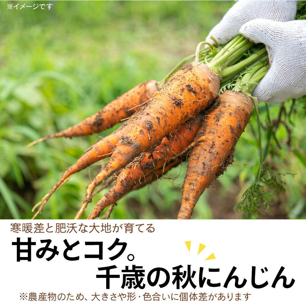 【ふるさと納税】【2026年9月末より発送】北海道産 旬の秋ニンジン 選べる5kg〜20kg 【かねこ農園】北海道ふるさと納税 人参 野菜 にんじん 秋人参 北海道 【北海道千歳市】 - 画像2