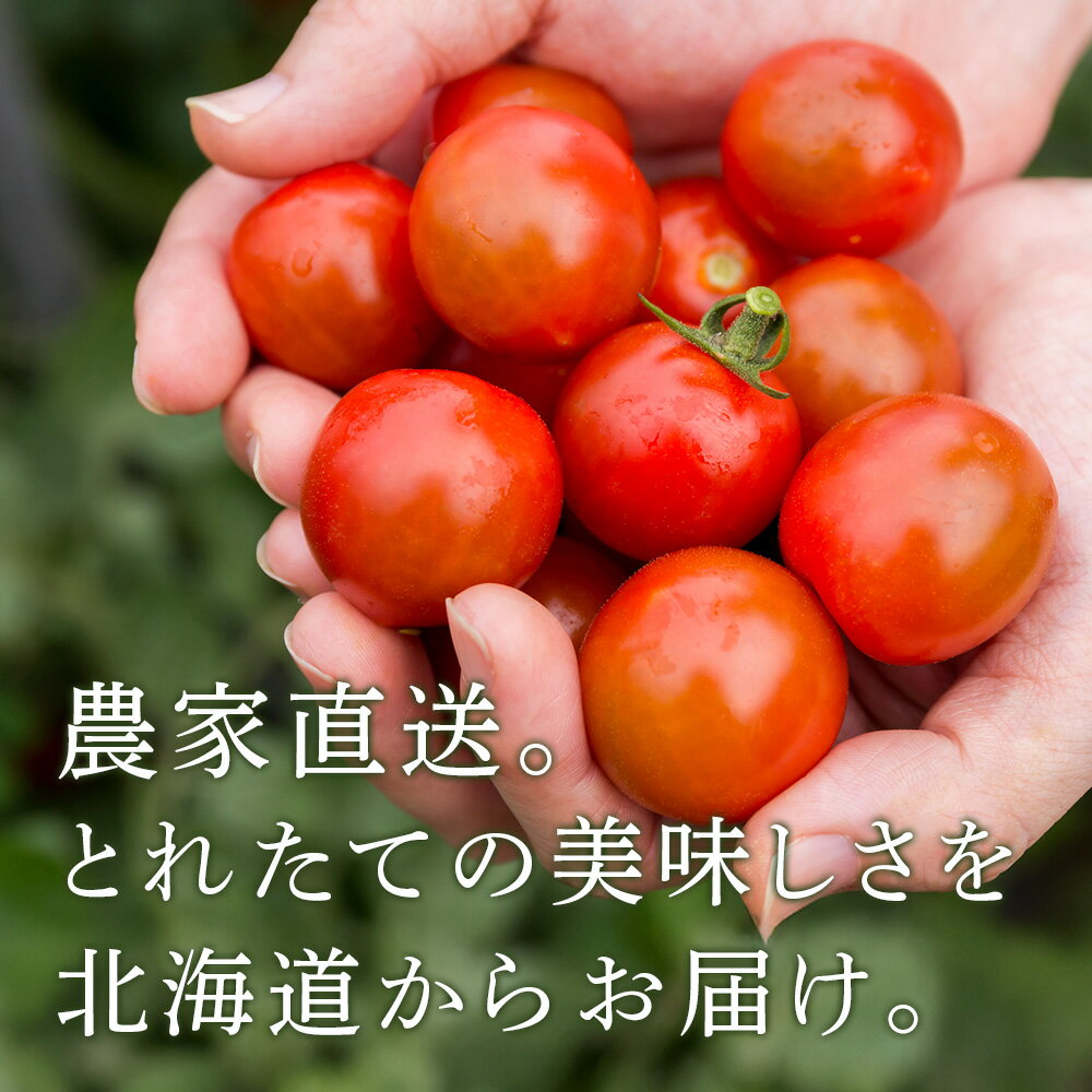 【ふるさと納税】【2026年発送】〈萬福農研〉産地直送！ミニトマト (プレミアムルビー) 選べる1kg〜2kg北海道ふるさと納税 野菜 トマト 産直 ミニトマト 北海道 【北海道千歳市】 - 画像3