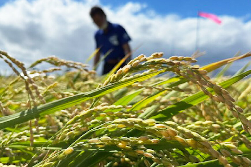 【ふるさと納税】 米 令和7年 玄米 30kg 選べる 銘柄 ゆめぴりか ななつぼし [JA新すながわ 北海道 砂川市 12260896] 令和7年産 お米 農協 - 画像3