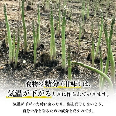 【ふるさと納税】2026年先行予約「生」で食べられる!北海道富良野産　グリーンアスパラ　1kg(極太2Lサイズ)_ アスパラ グリーンアスパラ 野菜 北海道 富良野 生 アスパラガス 旬 富良野市 採れたて 産地直送 人気 美味しい 【配送不可地域：離島】【1256498】 サムネイル2