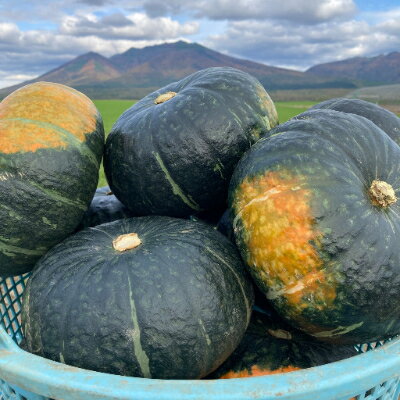 【2026年発送　先行予約】かぼちゃ 1箱10kg(6～8玉)【1258786】