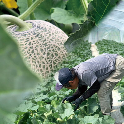 【ふるさと納税】【先行予約】富良野メロン　赤肉4～5玉　北海道富良野市『大島農園』_ メロン 富良野メロン 赤肉 赤肉メロン 北海道 富良野 果物 くだもの ギフト プレゼント 贈り物 ふるさと 【1261686】 サムネイル3
