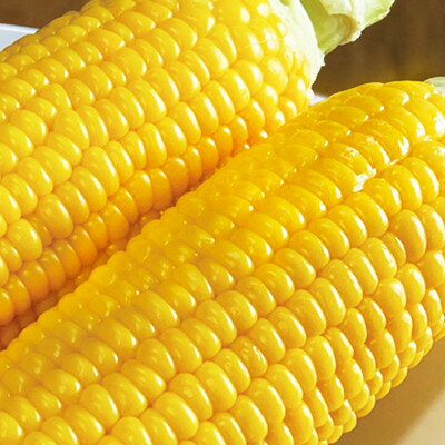 【ふるさと納税】【先行予約】朝もぎとうもろこし　20本　北海道富良野市『大島農園』【配送不可地域：離島】【1261688】 - 画像2