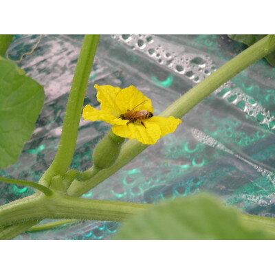 【ふるさと納税】【2026年発送】富良野メロン 赤肉 大玉 1玉入(2kg～2.5kg)〈長沢農園〉【1265315】 サムネイル2