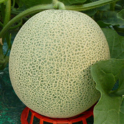 【ふるさと納税】【2026年発送】富良野メロン 赤肉 大玉 1玉入(2kg～2.5kg)〈長沢農園〉【1265315】 サムネイル3