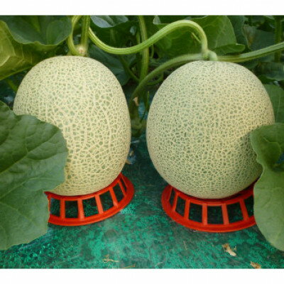 【ふるさと納税】富良野メロン 赤肉 8kg(4～6玉入り)〈長沢農園〉_ メロン めろん 富良野メロン 赤肉 果物 くだもの フルーツ 北海道 国産 産地直送 人気 おすすめ 贈答 ギフト 送料無料 お取り寄せ 【1265602】 サムネイル2