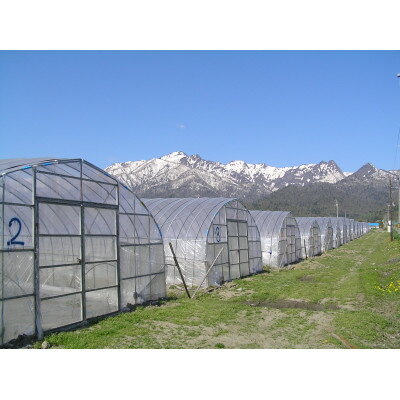 【ふるさと納税】【2026年発送】富良野 ホワイトコーン 2.8kg(8～9本)スイートコーン　とうもころし【配送不可地域：離島】【1265608】 - 画像2