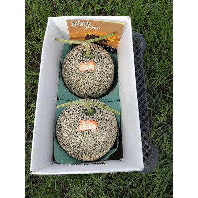【ふるさと納税】【2026年発送】富良野メロン　大玉　2玉入り【1266461】 サムネイル2