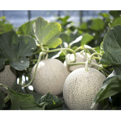 【ふるさと納税】【2026年発送】富良野メロン『厳選』4～5玉入(計約8kg)_ メロン めろん 富良野メロン 赤肉 フルーツ くだもの 果物 ふるーつ 青果 北海道 富良野 産直 産地直送 甘い 高糖度 贈答 ギフト 常温 季節限定 人気 【1286288】 サムネイル2