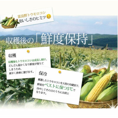 【ふるさと納税】2026年先行予約 北海道富良野産　生で食べられるとうもろこし　ゴールドラッシュ　10本入り【配送不可地域：離島】【1286344】 - 画像2