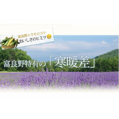 【ふるさと納税】2026年先行予約 北海道富良野産　生で食べられるとうもろこし　ゴールドラッシュ　10本入り【配送不可地域：離島】【1286344】 - 画像3