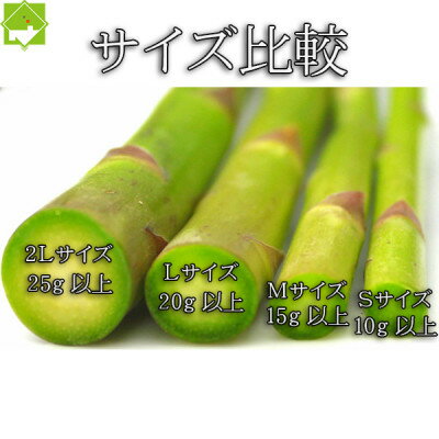 【ふるさと納税】2026年先行予約　生で食べられるアスパラ 北海道富良野産 グリーンアスパラ Mサイズ 2kg【配送不可地域：離島】【1296288】 - 画像3