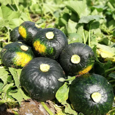 【ふるさと納税】北海道 富良野市産 かぼちゃ「ブラックのジョー」5kg【2026年10月上旬より発送】【1301344】 - 画像2