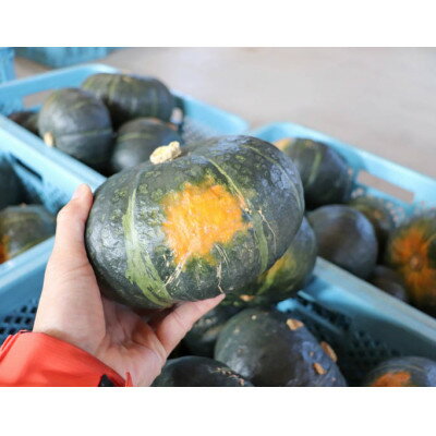 【ふるさと納税】北海道 富良野市産 かぼちゃ「ブラックのジョー」5kg【2026年10月上旬より発送】【1301344】 - 画像3