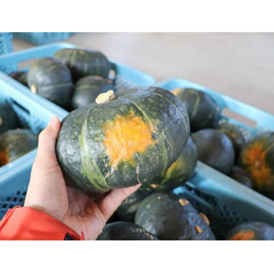 【ふるさと納税】北海道 富良野市産 かぼちゃ「ブラックのジョー」 10kg【2026年10月上旬より発送】【1301345】 - 画像2