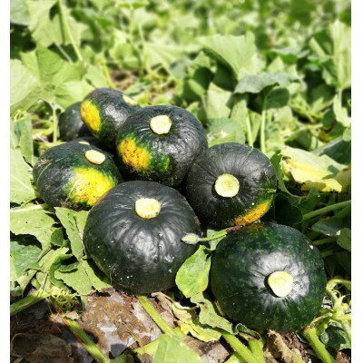 【ふるさと納税】北海道 富良野市産 かぼちゃ「ブラックのジョー」 10kg【2026年10月上旬より発送】【1301345】 - 画像3