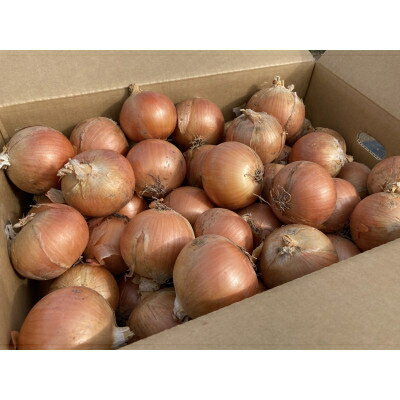 【ふるさと納税】【2026年発送　先行予約】玉ねぎ　1箱(20kg)_ 玉ねぎ たまねぎ 野菜 やさい 北海道 富良野 人気 おすすめ 送料無料 産地直送 お取り寄せ しゃきしゃき ポトフ 前多農場 【1308643】 - 画像2