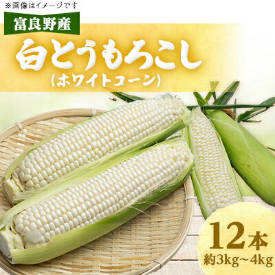 近藤農園の富良野産白とうもろこし(ホワイトコーン) 12本【配送不可地域：離島・沖縄県・信越、北陸・東海・近畿・中国・四国・九州】【1308712】