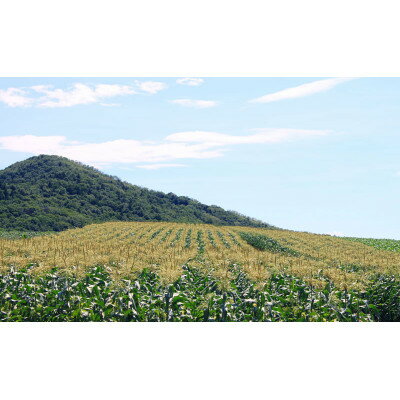 【ふるさと納税】2026年先行予約　生で食べれるトウモロコシ　恵味(めぐみ)　20本入り【配送不可地域：離島】【1339554】 - 画像3