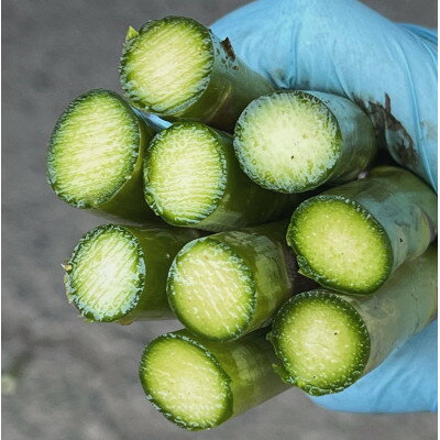 【ふるさと納税】【2026年発送】富良野産　ハウス栽培グリーンアスパラガス(2Lサイズ) 1kg【配送不可地域：離島】【1360781】 - 画像2