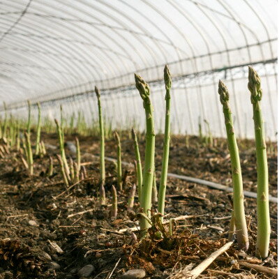 【ふるさと納税】【2026年発送】富良野産　ハウス栽培グリーンアスパラガス(2Lサイズ) 1kg【配送不可地域：離島】【1360781】 - 画像3