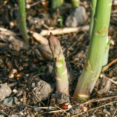 【ふるさと納税】【2026年発送】富良野産　ハウス栽培グリーンアスパラ　Lサイズ　1kg【配送不可地域：離島】【1360800】 - 画像2