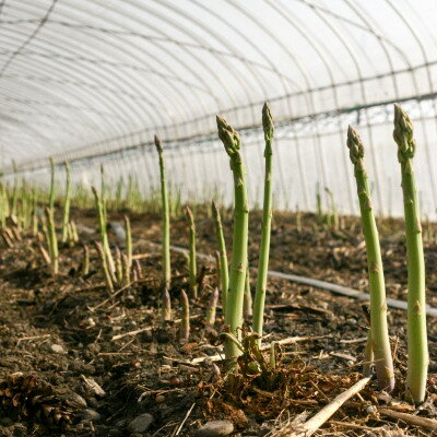 【ふるさと納税】【2026年発送】富良野産　ハウス栽培グリーンアスパラ　Lサイズ　1kg【配送不可地域：離島】【1360800】 - 画像3