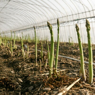 【ふるさと納税】【2026年発送】富良野産　ハウス栽培グリーンアスパラ(M～2Lサイズ混合) 2kg【配送不可地域：離島】【1360840】 - 画像2