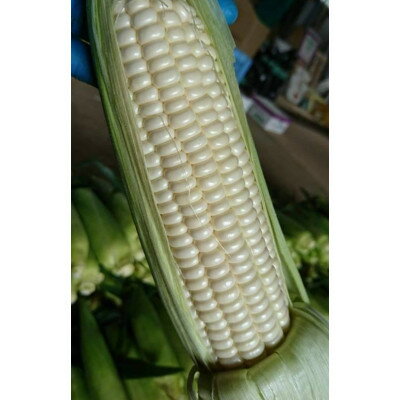 【ふらの　吉中農園】朝穫り白いとうもろこし「雪の妖精」10本入り【配送不可地域：離島・沖縄県・東北・関東・信越、北陸・東海・近畿・中国・四国・九州】【1364109】